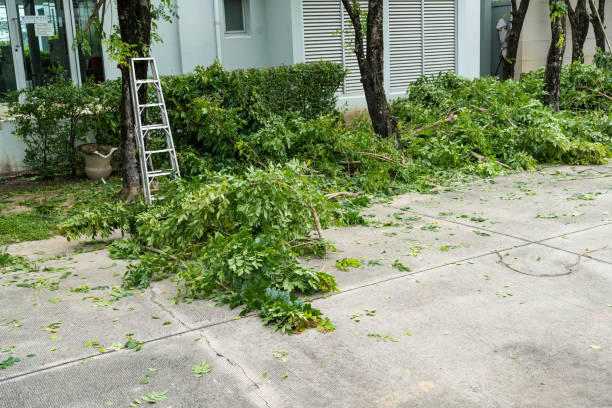 How Our Tree Care Process Works  in  Yarmouth Port, MA