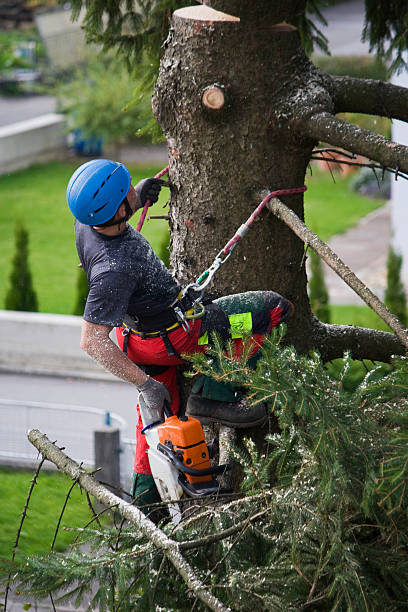 Best Seasonal Cleanup (Spring/Fall)  in Yarmouth Port, MA